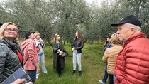 Olive Tree Tour, Visit Vallarella Oil Mill, Oil Tasting