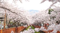 5D Private Korea Cherry blossom tours in Seoul Busan Nami Sokcho