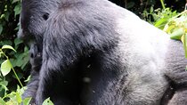 12-Day Big 5, Chimp & Gorilla Trekking Safari