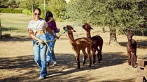 Visit to the Farm and walk with the Alpacas