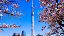 150 Minutes Private Cherry Blossom Viewing Cruise Plan