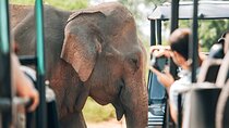 Private Tour from Tangalle to Ella with Udawalawe Safari