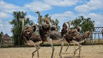 Guided Day Tour to Masai Ostrich Farm from Nairobi