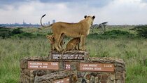 A Day of Wildlife Encounters at Nairobi National Park