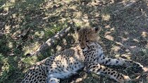 Somerset West Cheetah Outreach Museum Ticket Tour