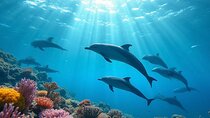 Fiji’s Best Dolphins tour and Snorkeling Adventure