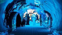 Dubai Aquarium Underwater Zoo Penguin Cove Ticket with options
