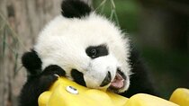 Chengdu Panda Base