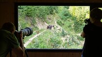 Hiking and Bear Watching Experience in the Wild