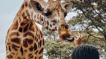 6Days Giraffe Center Lake Naivasha Hells Gate and Masai Mara Tour