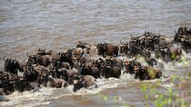3 Days Maasai Mara Great Migration Guided Safari from Nairobi