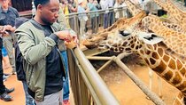 Nairobi National Park Giraffe Center Carnivore Lunch