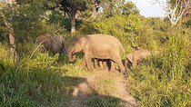 Yala Safari - Shared Tour