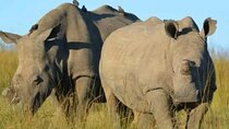 Visit Ol Pejeta Conservancy – See the Last Northern White Rhinos!