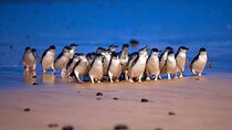 Phillip Island Penguin Parade and Wildlife Tour from Melbourne