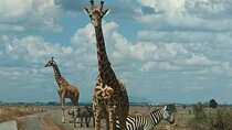 Nairobi Park, Giraffe Center,Beads Center and Karen Blixen Museum