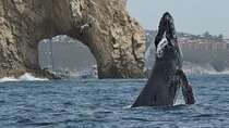 Cabo Whale Watching Tour: 2 Hours at Arch & Lover’s Beach