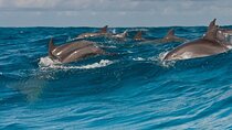 Dolphin & Snorkeling Adventure with Transfers – Half-Day-Zanzibar