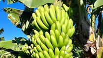 Eco banana farm Tour