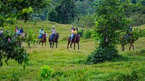 Pacos Horseback Ride Through Arenal’s Forest and Cross Rivers