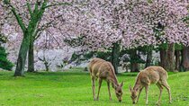Kyoto and Nara Customizable Private Tour with English Driver