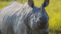 Chitwan Jungle Safari-All inclusive 3 Days Chitwan Tour