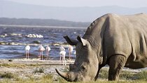Day Tour to Lake Nakuru and Lake Naivasha Boat Ride