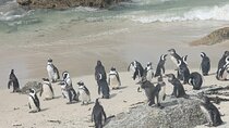 Full-Day Peninsula Tour to Cape Point and Penguins in Cape Town