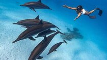 Swim with Dolphins VIP snorkeling Boat Trip with lunch - Hurghada