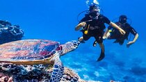 Intro Diving 2 Stops For Beginners with Lunch in Hurghada