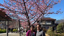 Kawazu Cherry Blossom Sightseeing Tour 