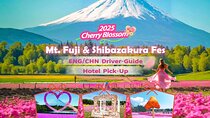 Tokyo Cherry Blossom Mt Fuji and Shibazakura Festival Day Trip