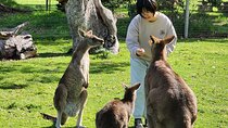 Premium Adelaide Hills Cleland Wildlife and Hahndorf Minibus Tour