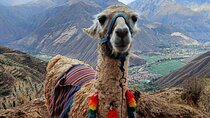 Llama Hiking & History Experience (Cusco Region): ANDEAN COLORS