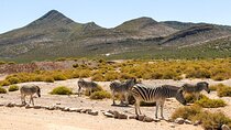  Cape Town Aquila Game Reserve Safari Tour Experience