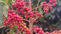 Kiambu Coffee Farm and Factory Guided Tour with Entry Fees