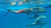 Private Boat Full Day Swimming With Dolphins Trip - Hurghada