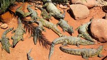 Croco Park Wild Trip Adventure with Transfers - Agadir