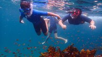 Snorkeling Adventure for Kids with Private Guide In Sydney