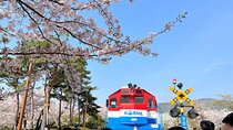 Day trip to Jinhae Cherry Blossom from Seoul