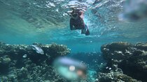 Private Snorkeling Experience in Aqaba Red Sea