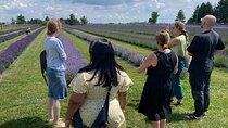 Lavender Farm Experience with Local Lunch, Day Trip from Toronto