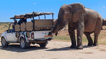 Addo Elephant National Park Safari with BBQ:Thentic Tours