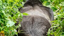 Uganda 5 Days Lion and Gorilla Tracking Safari