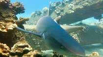 Turtle & Shark Scuba Dive in Lahaina: Certified
