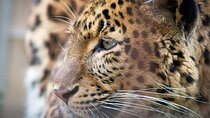 Private 3-Days Leopard Safari and Golden Triangle Tour from Delhi