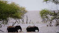 Classic Private Safari in Tanzania 7 Days
