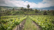 Flavors of Tenerife Wine and Culture Tour