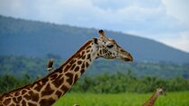 Kigali 1 Day Trip to Akagera National Park