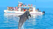 Key West Dolphin and Snorkel Experience 